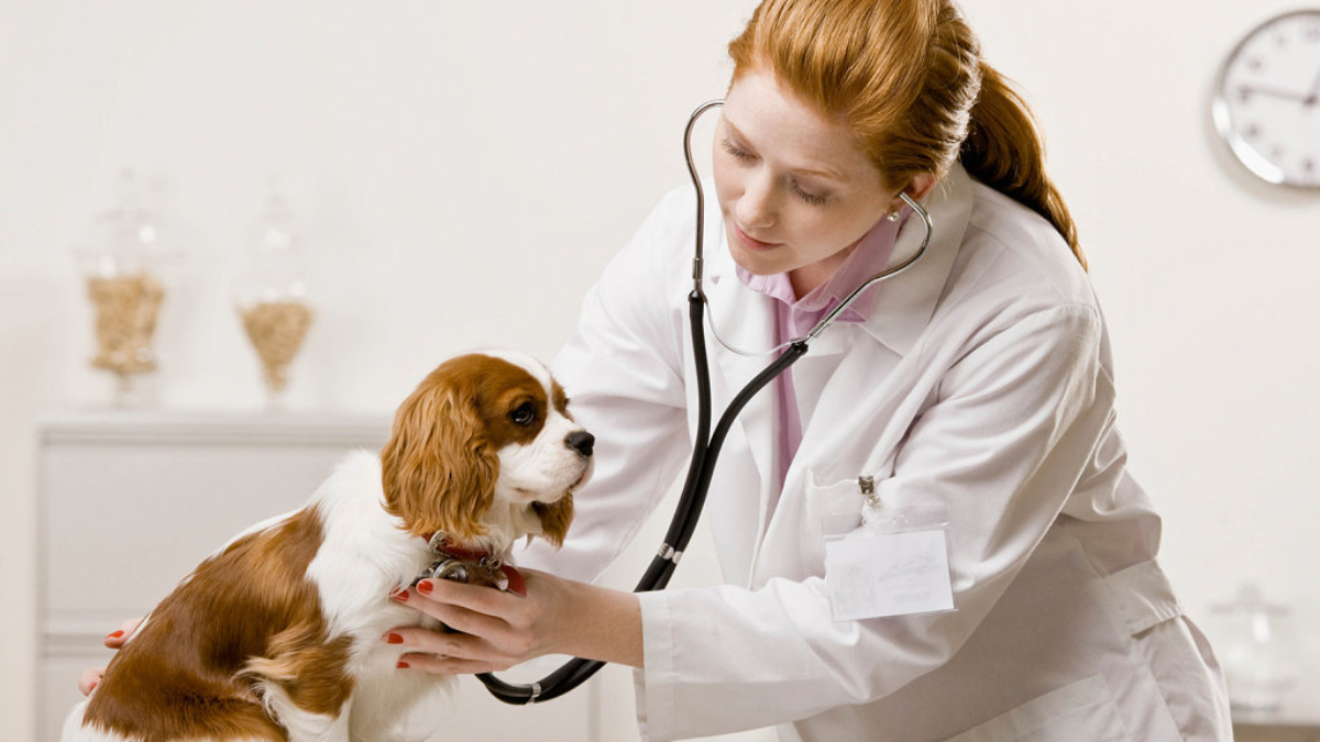 Serious veterinarian examining dog and listening with stethoscope during checkup